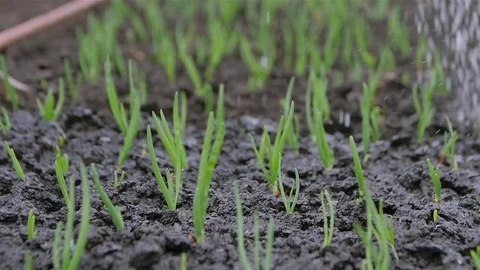 0341 Uliyanovsk Spring2016 Video stock 72974230