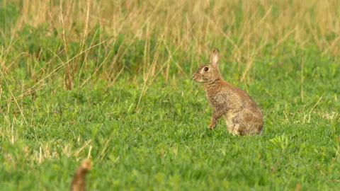 0341EBrianbevan Rabbit 2 Oryctolagus cuniculus adult sitting upright Stock Footage 148516053
