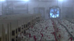 stock footage food chicken processing chicken farms and factory