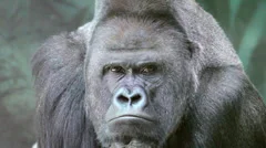 Closeup portrait of a gorilla male, watching his numerous family.