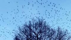 The birds fly away from the  tree crown