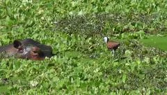 Hippo and African Jacana