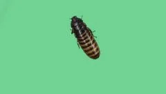 Madagascar hissing cockroach  going up on green screen