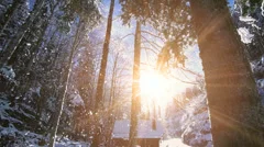 winter forest. snow falling slow motion. magic hour sunset