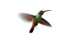 humming bird, looped 3d animation