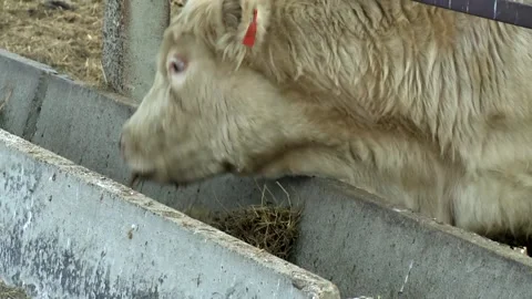 035 The head of a white cow eats feed from a feeder at a rural ranch farm Stock Footage 167640780