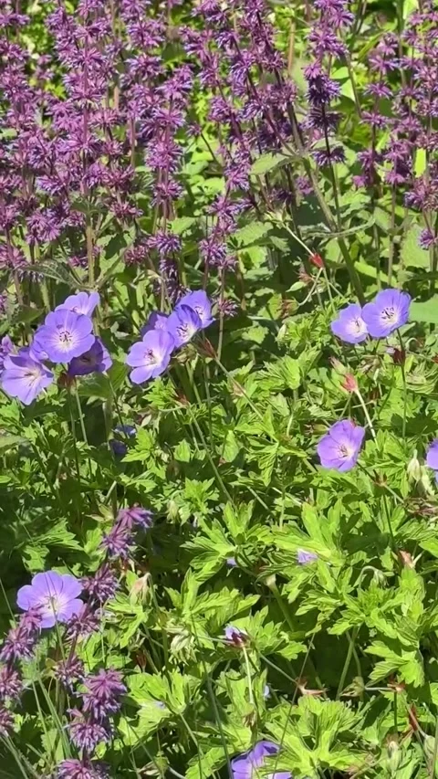 035 Summer Violet Cluster Video stock 329178083