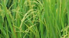 Green rice paddy