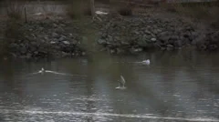 Seagull flying at channel