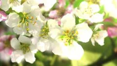 4k blossoming apple-tree