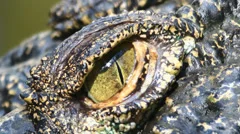 close up crocodile eye