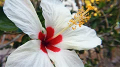 White hibiscus flower blossom in garden. 4k ultra high definition video footage