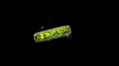 Live diatom algae chloroplasts motion under microscope, magnification 400X