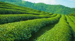 growing tea close up. highlands of thailand