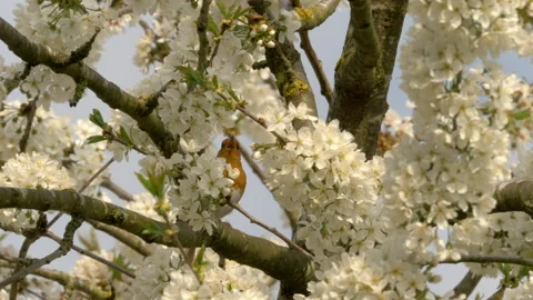 0354EBrianbevan Robin 2 Erithacus rubecula singing Stock Footage 148516316
