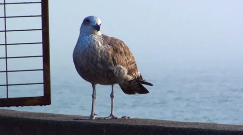 0355 Seagull Stock Footage 35402569