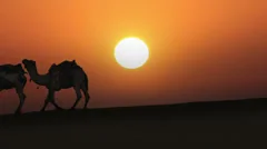cameleers leading caravan of camels in desert - silhouette against sunset