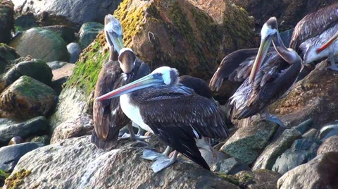 0358 Pelican Stock Footage 35403076