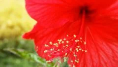 Hibiscus flower bloom. Red Aloha hawaiian tropical plant blossom in green garden