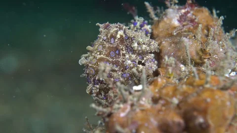 036 - Blue-ring octopus resting on a coral block Stock Footage 77412690