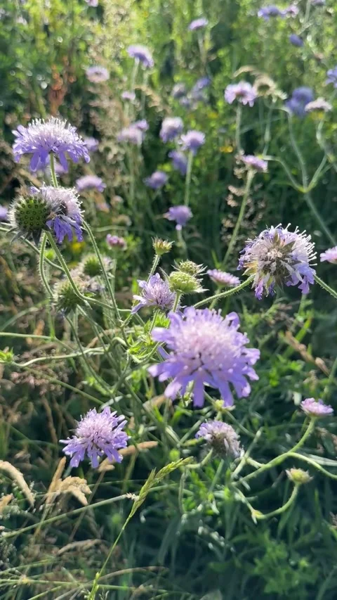 036 Softest Lilac Trace Stock Footage 329178094