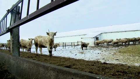 036 Young white cows walk outside on a rural ranch in winter. Stock Footage 167640826