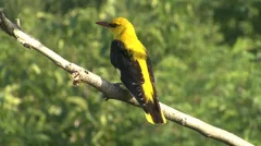 Exotic bird Golden oriole perched on tree branch.