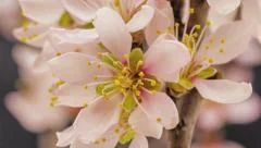 Apricot flower blooming time lapse