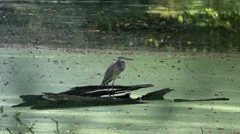 Bird starting at lake in Germany slowmotion