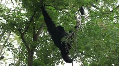 Gibbon climbing on a tree