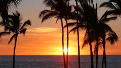 Palm trees at sunset, Big Island, Hawaii