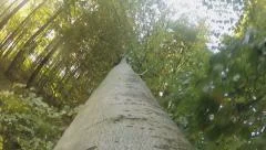 Tree falling down - Tree perspective ( GoPro-Shot)