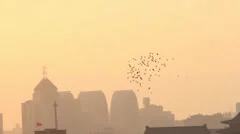 Doves flying over city,Beijing,China.