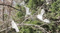 Plastic bags hooked to a trees waving on wind, waste close up