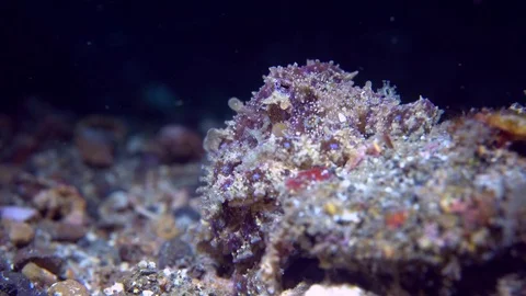 037 - Blue-ring octopus resting on a coral block Stock Footage 77412631