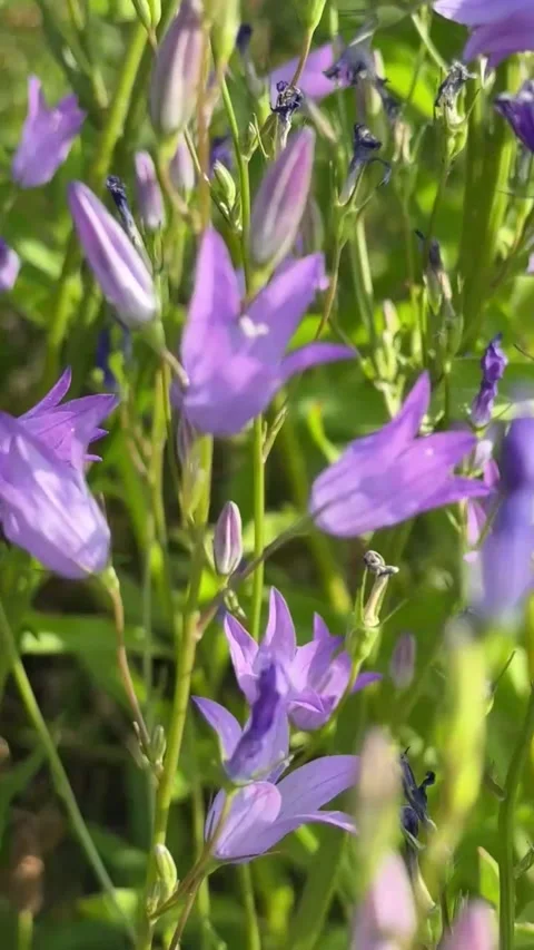 037 Gentle Lilac Echo Video stock 329178084