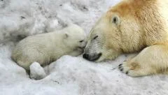 Polar She-bear cuddling to bear baby, bonding with him