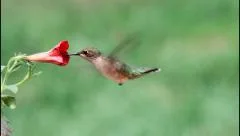 Slow motion of a Ruby-throated Hummingbird