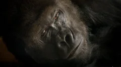 Face portrait of big gorilla male