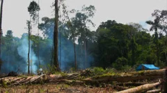 Amazon Jungle Fire. Burning jungle in South America.