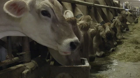 0373 Cows in a stable Video stock 40251150