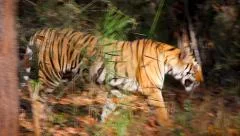WILD Bengal Tiger (Panthera tigris) walking the forests of Bandhavgarh, India.