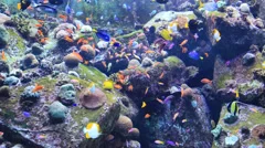tropical fish on a coral reef in aquarium