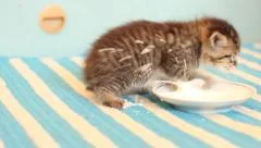 funny kitten playing with milk