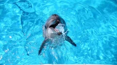 Dolphins in the pool.