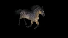 Horse Gallop - Grulla - Top To Right - Loop - Alpha Channel - 25fps