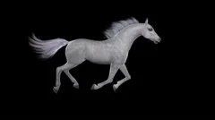 Horse Gallop - White - Side To Right - Loop - Alpha Channel - 25fps
