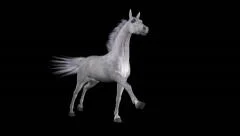 Horse Gallop - White - Front To Right - Loop - Alpha Channel - 30fps