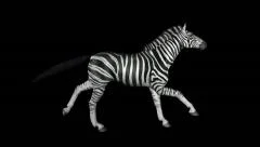 Horse Gallop - Zebra - Side To Right - Loop - Alpha Channel - 30fps