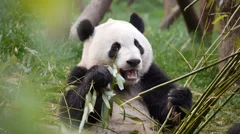 Panda Bear Feeding on Bamboo